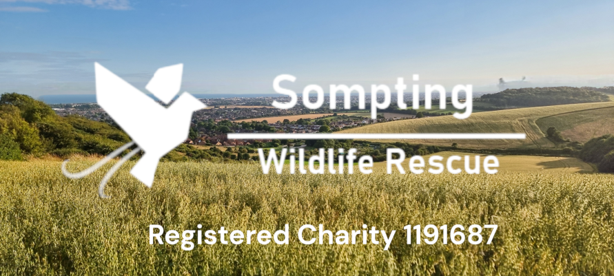 www.somptingwildliferescue.co.uk Logo